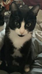 Lost Male Cat last seen Melton Constable country club, Norfolk, England NR24 2DB