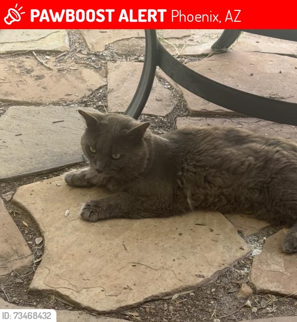 Lost Male Cat last seen N. 29th St. and Utopia, Phoenix, AZ 85050