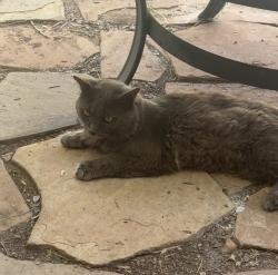 Lost Male Cat last seen N. 29th St. and Utopia, Phoenix, AZ 85050