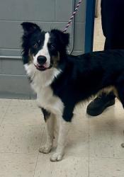 Reunited Male Dog last seen Hewitt between Hamline and Albert, Saint Paul, MN 55104