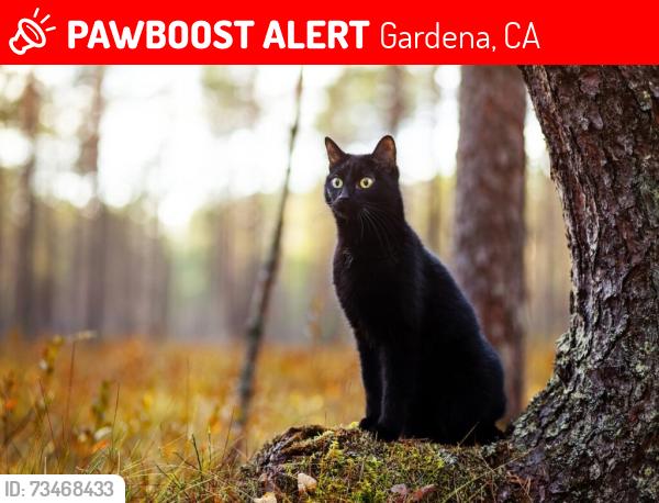 Lost Male Cat last seen South Bay Crest, Gardena, CA 90249