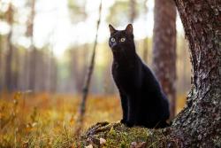 Lost Male Cat last seen South Bay Crest, Gardena, CA 90249