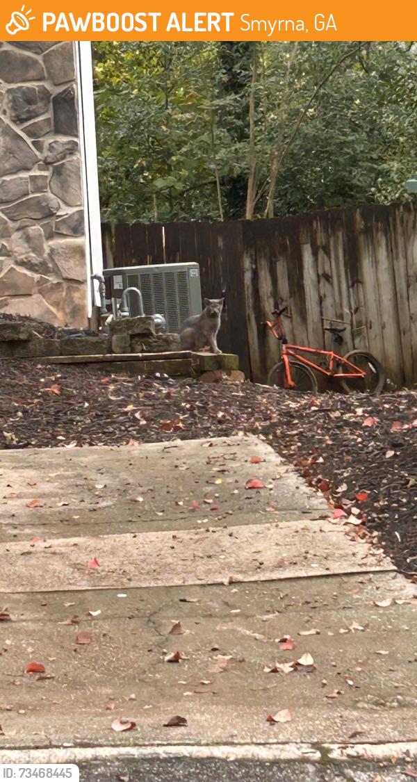 Found/Stray Unknown Cat last seen Overlook Cve, Smyrna, GA 30080