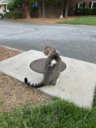 Reunited Male Cat last seen Brady Wine community and Meadwood street, Greensboro, NC 27409