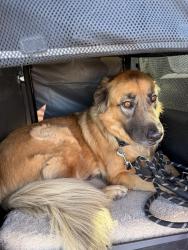 Reunited Male Dog last seen 1 mile from the state park on 83, Franktown, CO 80116
