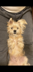 Lost Female Dog last seen Near 175th pl country club hills, Country Club Hills, IL 60478