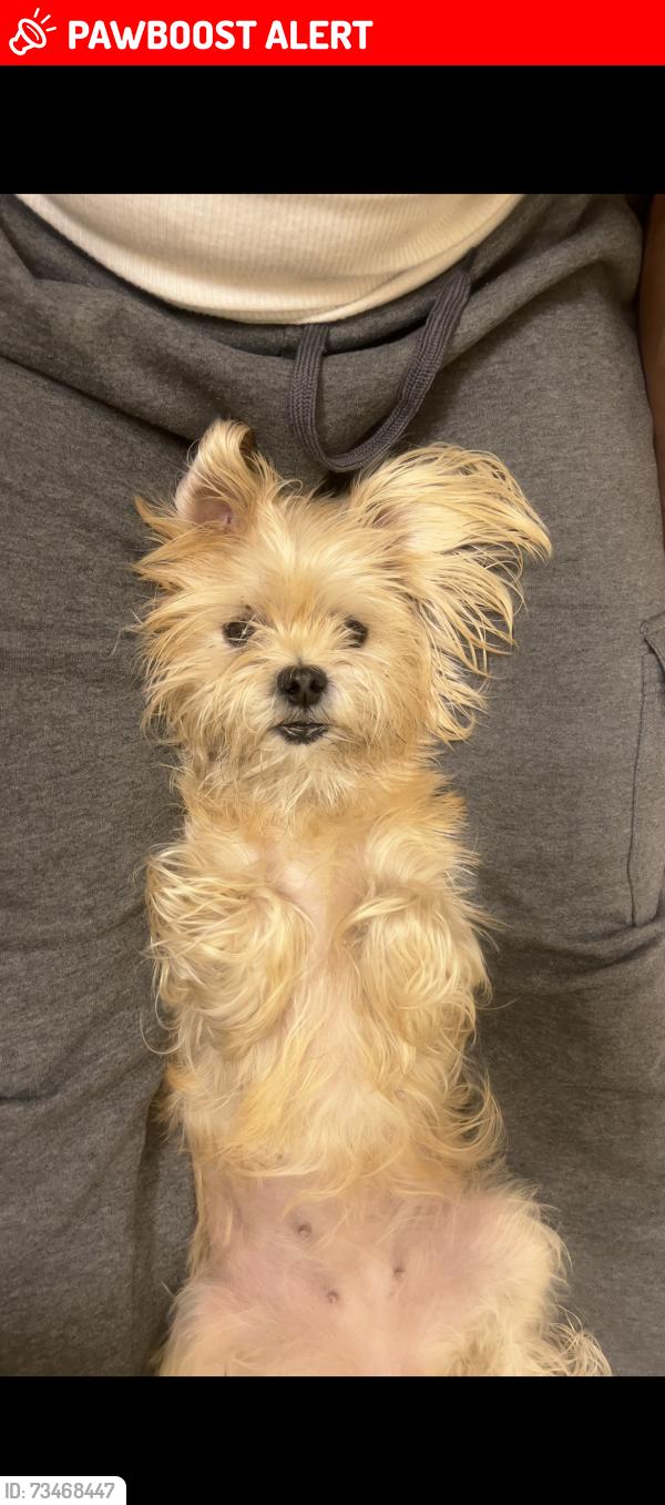 Lost Female Dog last seen Near 175th pl country club hills, Country Club Hills, IL 60478