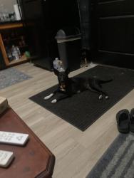 Lost Female Dog last seen Cr 27, Tyler, TX 75707