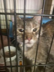 Found/Stray Unknown Cat last seen N. Norton and NE Vivion Road, Kansas City, MO 64118