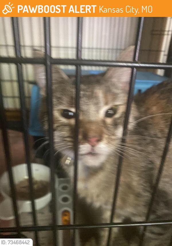 Found/Stray Unknown Cat last seen N. Norton and NE Vivion Road, Kansas City, MO 64118