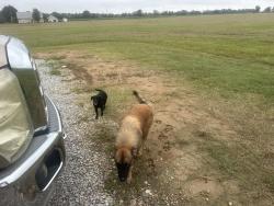 Reunited Male Dog last seen 92and Roy foreman rd, Maurice, LA 70555