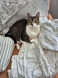 Lost Female Cat last seen Gulf gate and mall, Sarasota, FL 34231