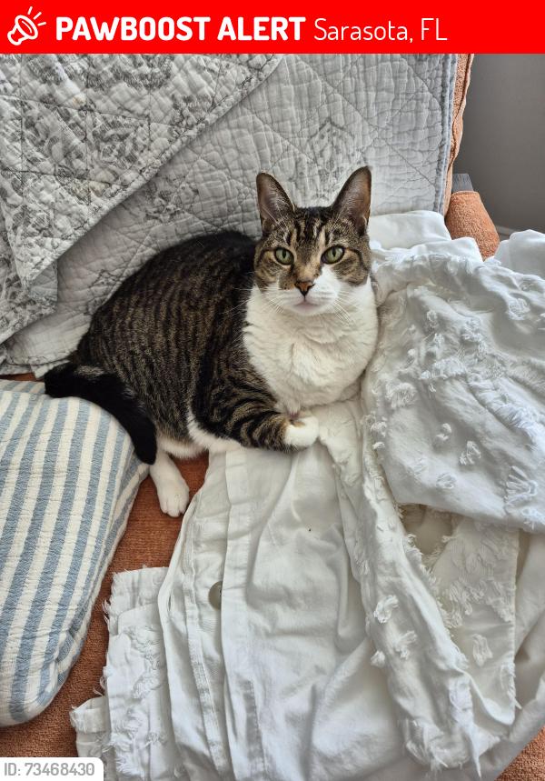 Lost Female Cat last seen Gulf gate and mall, Sarasota, FL 34231