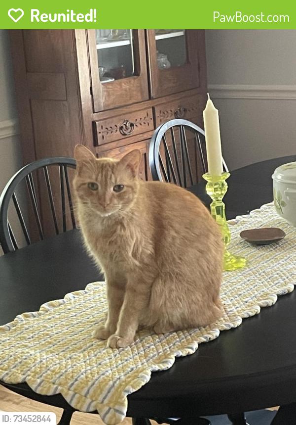 Reunited Male Cat last seen Milan Rd. and Red Forest Rd. (in Forest Valley neighborhood near Hobbs-N. Holden intersection), Greensboro, NC 27410