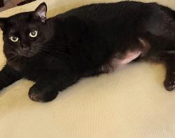 Lost Female Cat last seen Pleasant Grove Blvd, Roseville, CA 95747