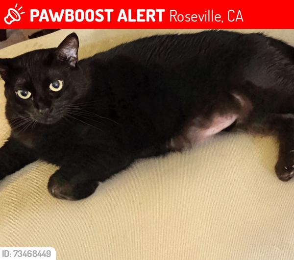 Lost Female Cat last seen Pleasant Grove Blvd, Roseville, CA 95747