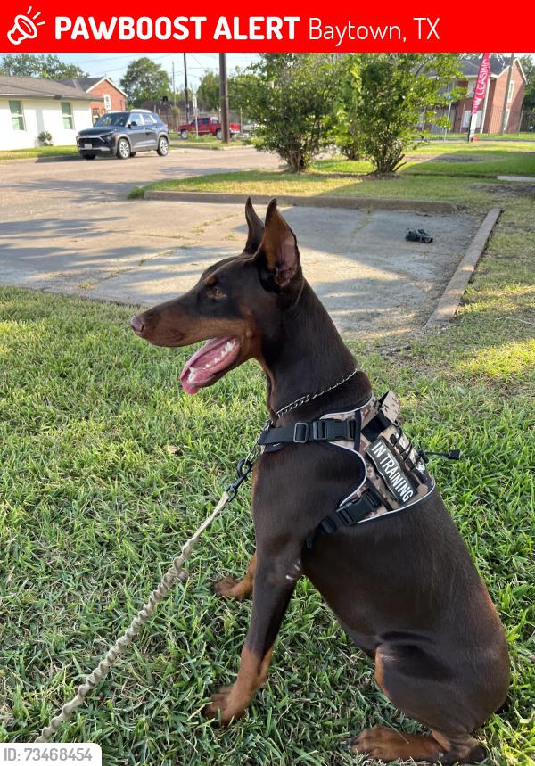 Lost Female Dog last seen Near west Texas ave, Baytown, TX 77520
