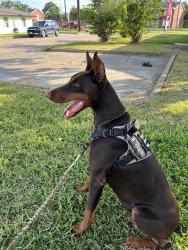 Lost Female Dog last seen Near west Texas ave, Baytown, TX 77520