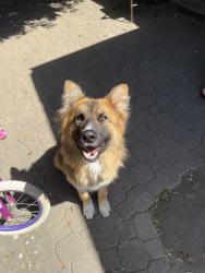 Lost Male Dog last seen Western Blv, Hayward, CA 94541