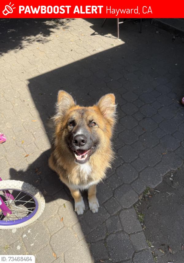 Lost Male Dog last seen Western Blv, Hayward, CA 94541