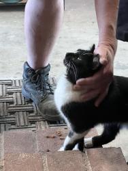 Found/Stray Unknown Cat last seen Ave K, Lancaster, CA 93536