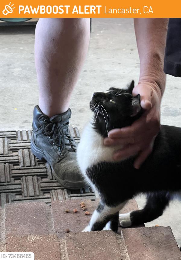 Found/Stray Unknown Cat last seen Ave K, Lancaster, CA 93536