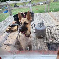 Lost Male Dog last seen Forest Dr , Hillcrest Rd, Circle Pl, Thomasville, NC 27360