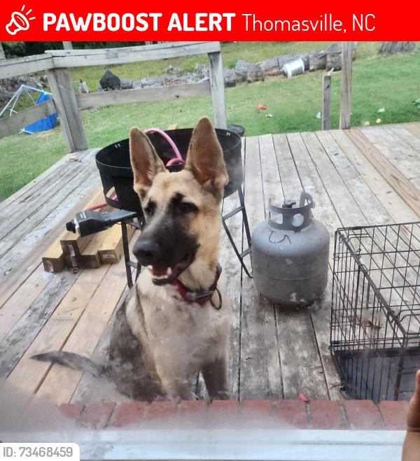 Lost Male Dog last seen Forest Dr , Hillcrest Rd, Circle Pl, Thomasville, NC 27360