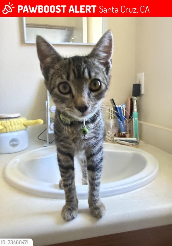 Lost Female Cat last seen Chestnut st apmts, Santa Cruz, CA 95060
