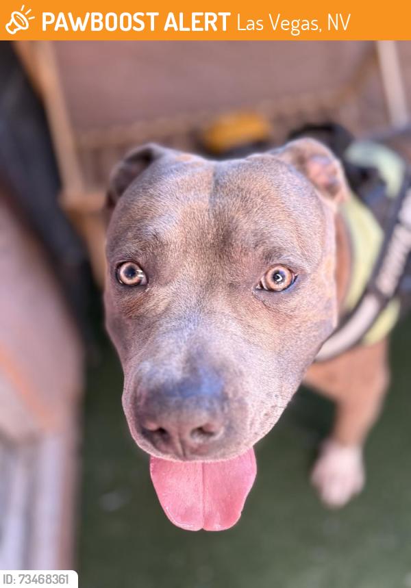 Found/Stray Male Dog last seen The lake mead est apmts, Las Vegas, NV 89115