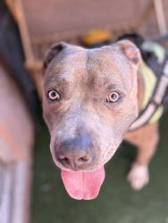 Found/Stray Male Dog last seen The lake mead est apmts, Las Vegas, NV 89115