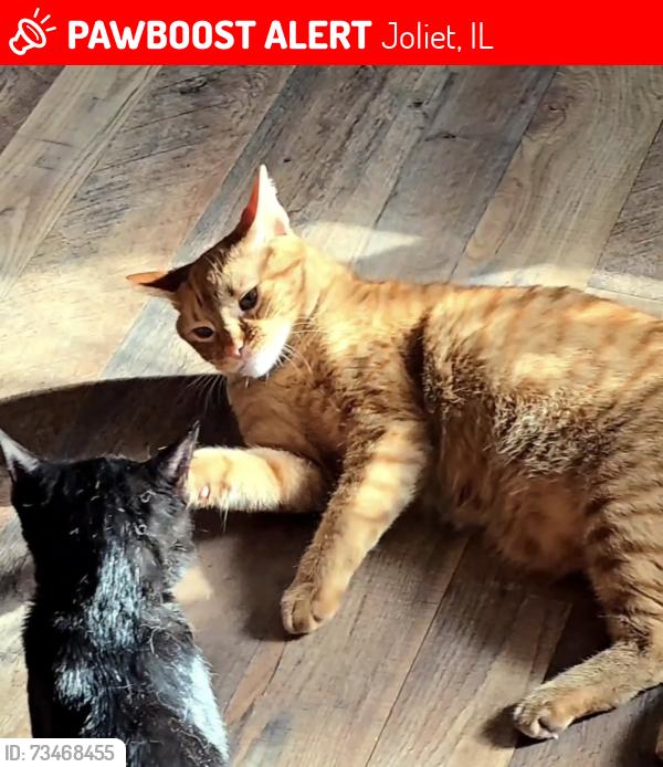 Lost Male Cat last seen County line and Theodore, Joliet, IL 60431