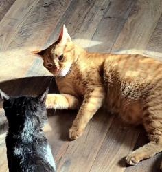 Lost Male Cat last seen County line and Theodore, Joliet, IL 60431