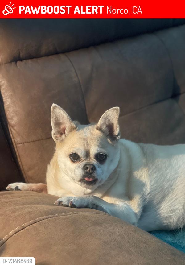 Lost Female Dog last seen @ home 4841 Bluff Street, Norco, CA 92860