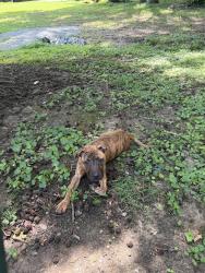 Lost Male Dog last seen Dudley heights, Greensboro, NC 27401