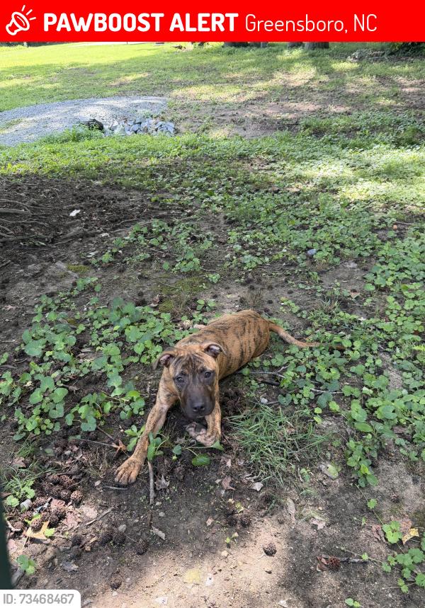 Lost Male Dog last seen Dudley heights, Greensboro, NC 27401
