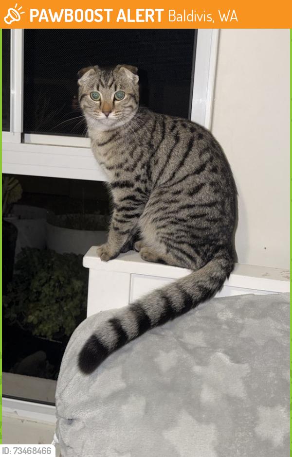 Found/Stray Female Cat last seen Camelot Street, Baldivis WA, Baldivis, WA 6171