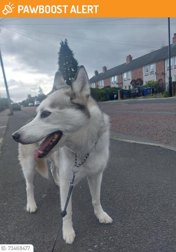 Found/Stray Male Dog last seen Walker road st anthonys rd, Tyne and Wear, England NE6 3JW