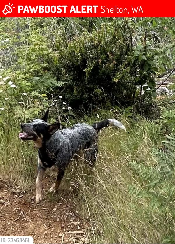 Lost Female Dog last seen Mile 6 over cloquallum rd, Shelton, WA 98584