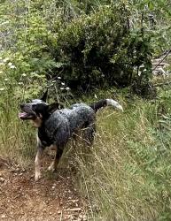 Lost Female Dog last seen Mile 6 over cloquallum rd, Shelton, WA 98584