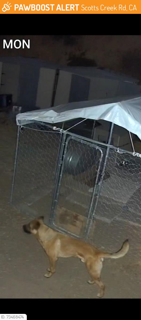 Found/Stray Male Dog last seen Scott’s creek road, Scotts Creek Rd, CA 95453