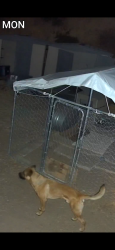 Found/Stray Male Dog last seen Scott’s creek road, Scotts Creek Rd, CA 95453