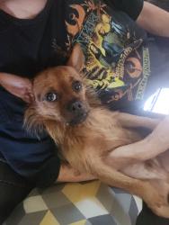 Lost Male Dog last seen sheeler Avenue and Cleveland, Apopka, FL 32703