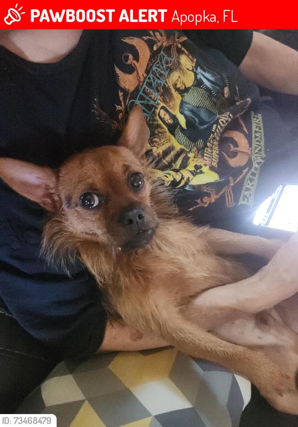 Lost Male Dog last seen sheeler Avenue and Cleveland, Apopka, FL 32703