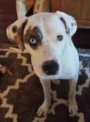 Reunited Male Dog last seen W. BERCKMAN STREET, WILLARD AVE. AND WEST MIRROR LAKE, Fruitland Park, FL 34731