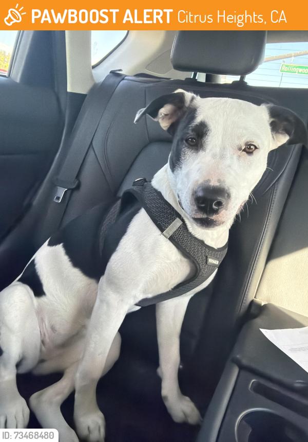Found/Stray Female Dog last seen Auburn road, Citrus Heights, CA 95621