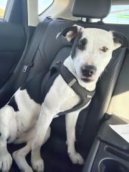 Found/Stray Female Dog last seen Auburn road, Citrus Heights, CA 95621