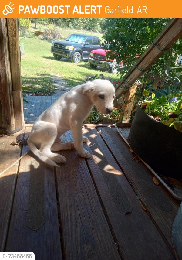 Rehomed Male Dog last seen 4 miles east of highway 62, Garfield, AR 72732