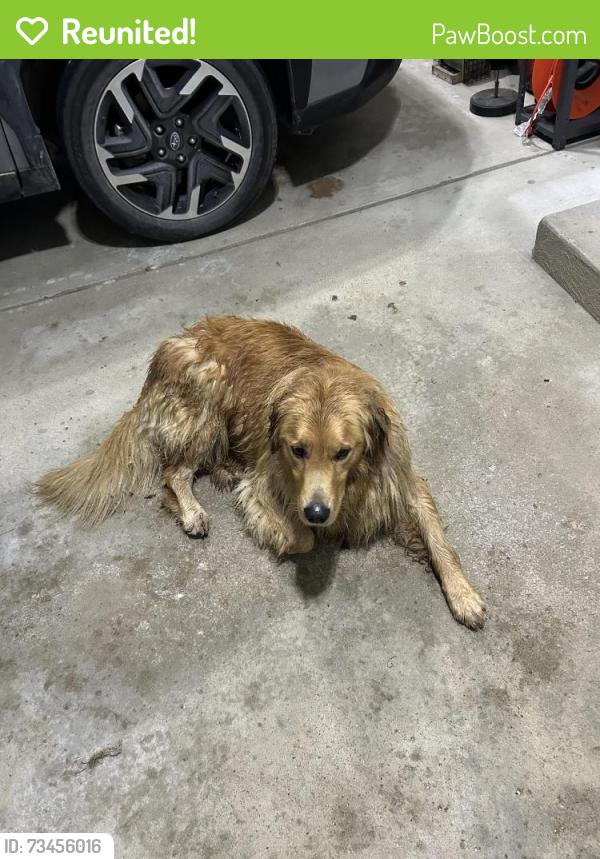 Reunited Male Dog last seen Crooked Lake and Lakewood Shores Drive Genoa Twp Michigan, Genoa Township, MI 48843