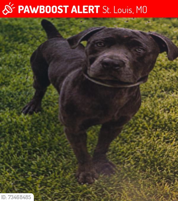 Lost Male Dog last seen Page and lackland, St. Louis, MO 63146